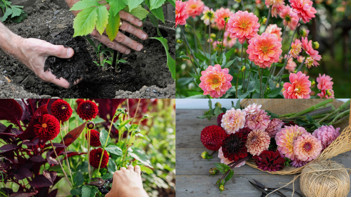 How to Plant Dahlia Tubers for Vibrant Flowers