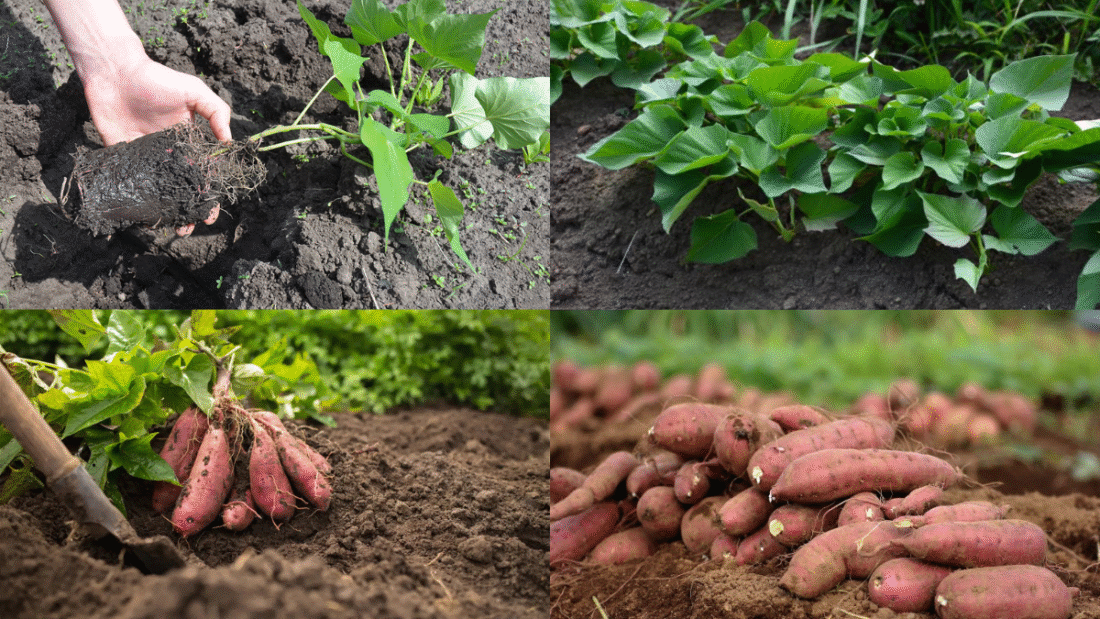 How to Plant Sweet Potatoes for a Nutritious Harvest