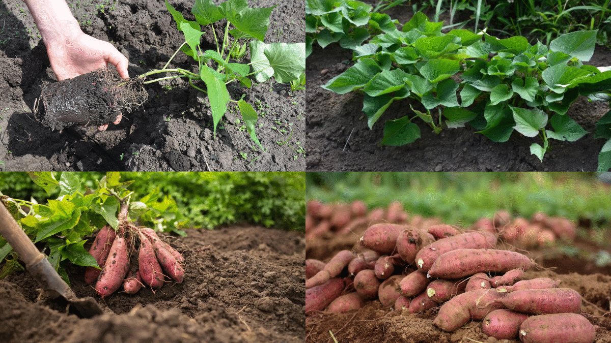 How to Plant Sweet Potatoes for a Nutritious Harvest