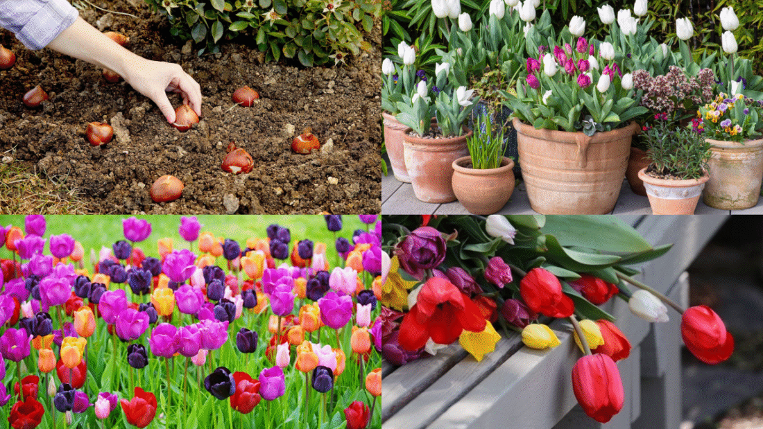 How to Plant Tulip Bulbs for a Gorgeous Spring Garden