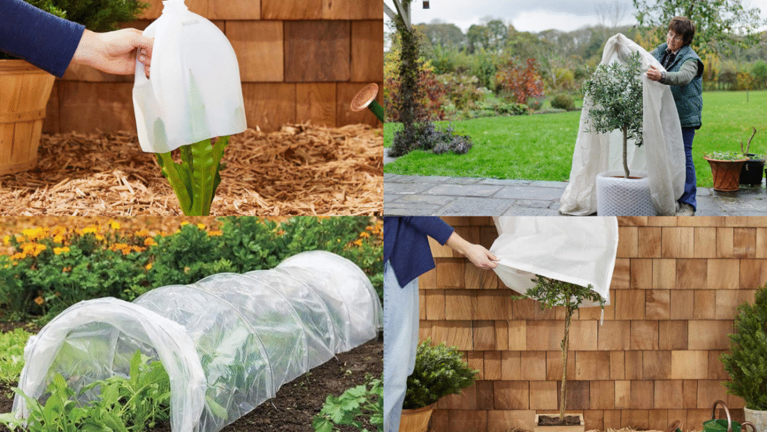 How to Protect Plants from Frost and Keep Them Safe