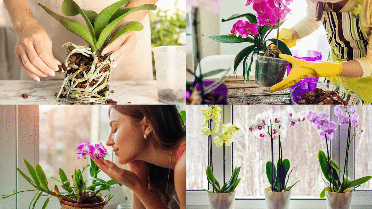 How to Care for Orchids and Keep Them Blooming