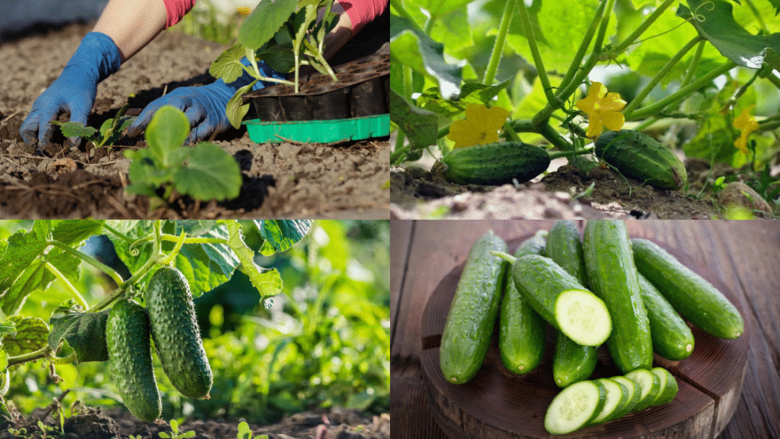 How to Plant Cucumbers for Refreshing Summer Harvests