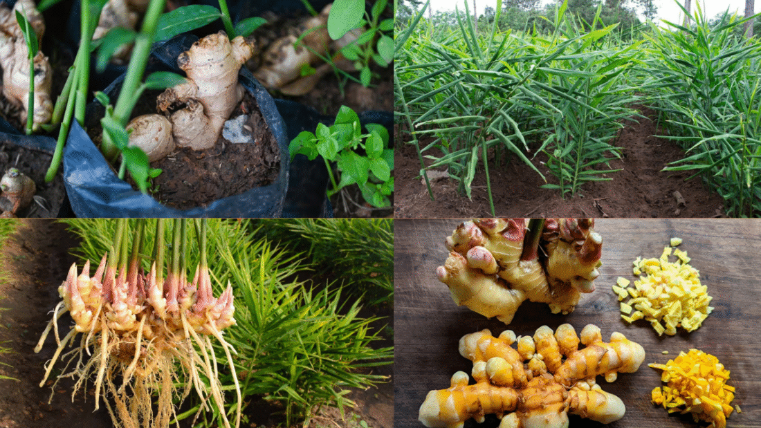 How to Plant Ginger Root and Enjoy Fresh Flavors