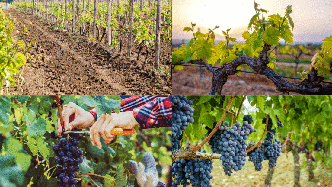 How to Plant Grapes and Grow Your Own Vineyard: A Complete Grower’s Guide
