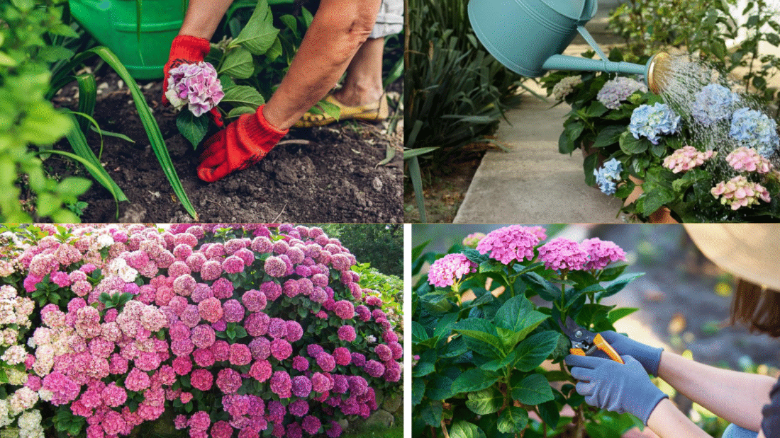 How to Plant Hydrangeas for Beautiful Blooms: A Complete Guide