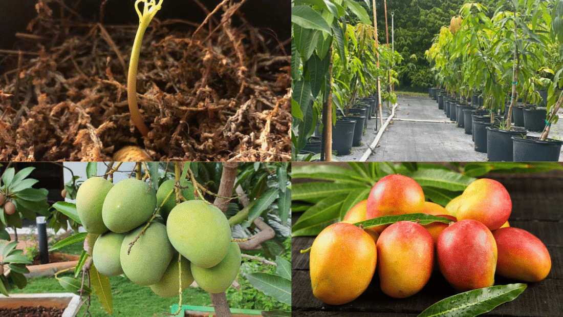 How to Plant Mango Seeds for a Tropical Delight