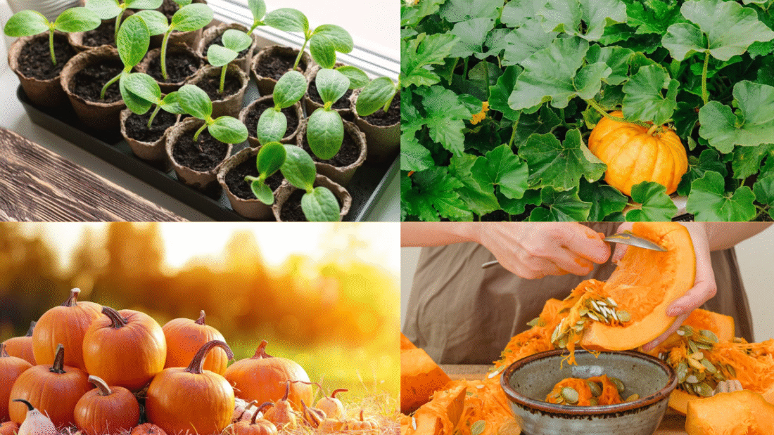How to Plant Pumpkin Seeds for a Fun Fall Harvest