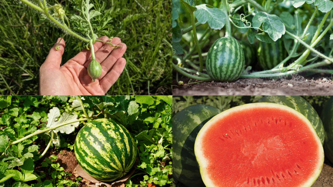 How to Plant Watermelon Seeds for Sweet Summer Treats