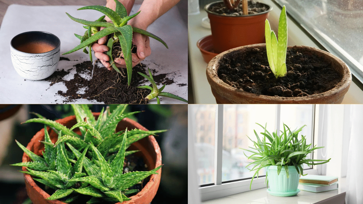 How to Propagate Aloe Plants and Grow More for Your Home