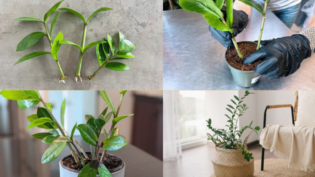 How to Propagate ZZ Plants and Create New Greenery