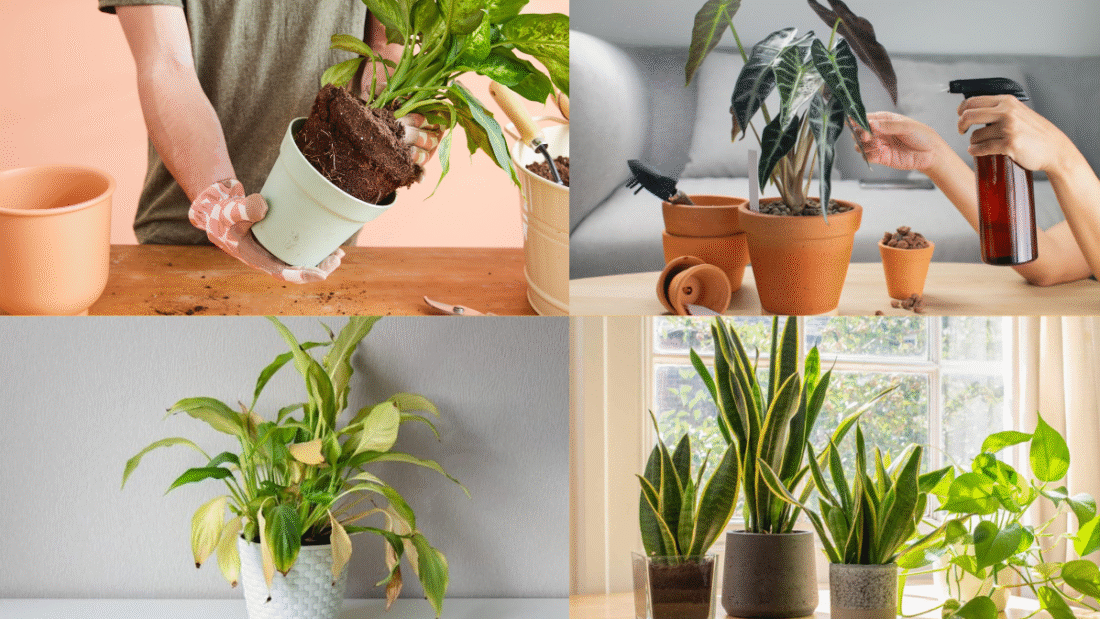 How to Replant a Plant and Give It New Life