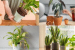 How to Replant a Plant and Give It New Life