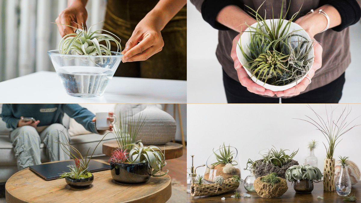 How to Take Care of Air Plants and Keep Them Alive