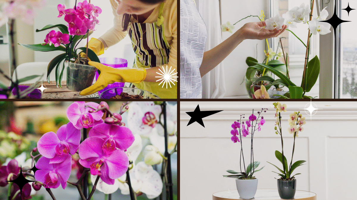 How to Take Care of Orchids for Stunning Blooms