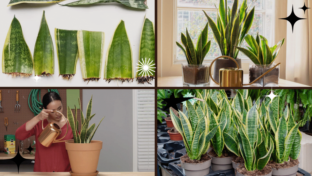 How Often to Water a Snake Plant for Healthy Growth
