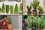 How Often to Water a Snake Plant for Healthy Growth