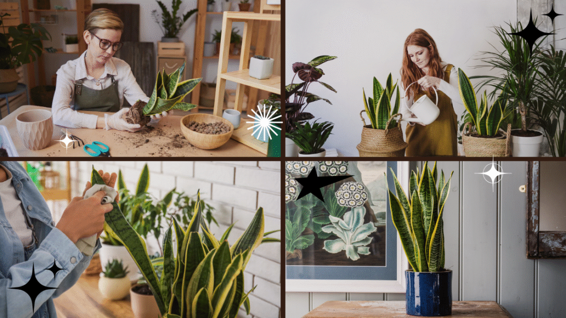 How to Care for a Snake Plant and Keep It Healthy