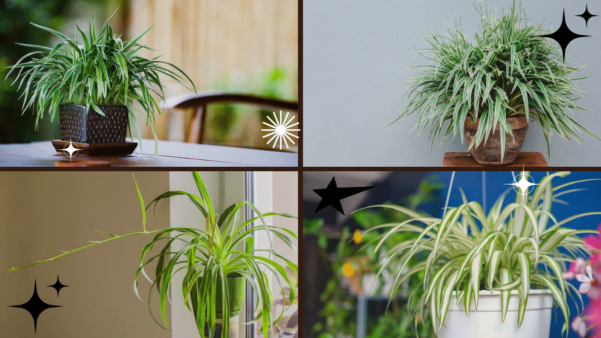 How to Care for Spider Plants for Beautiful Greenery