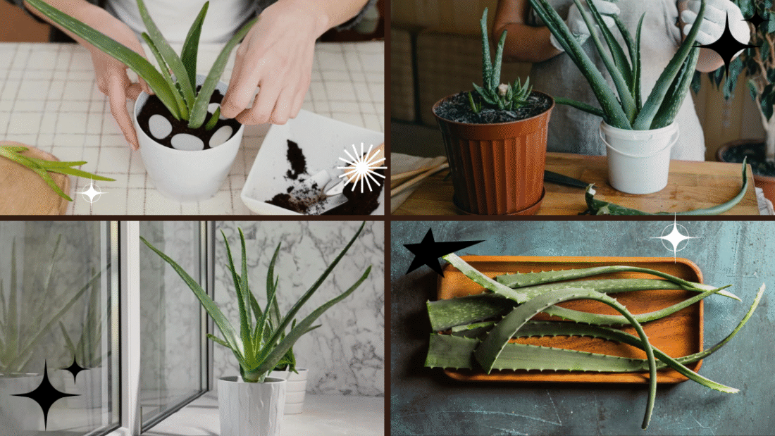 How to Care for Your Aloe Plant for Maximum Benefits