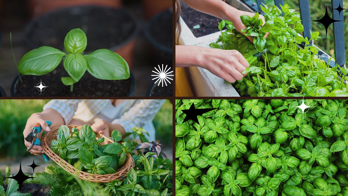 How to Cut a Basil Plant for Fresh, Flavorful Leaves