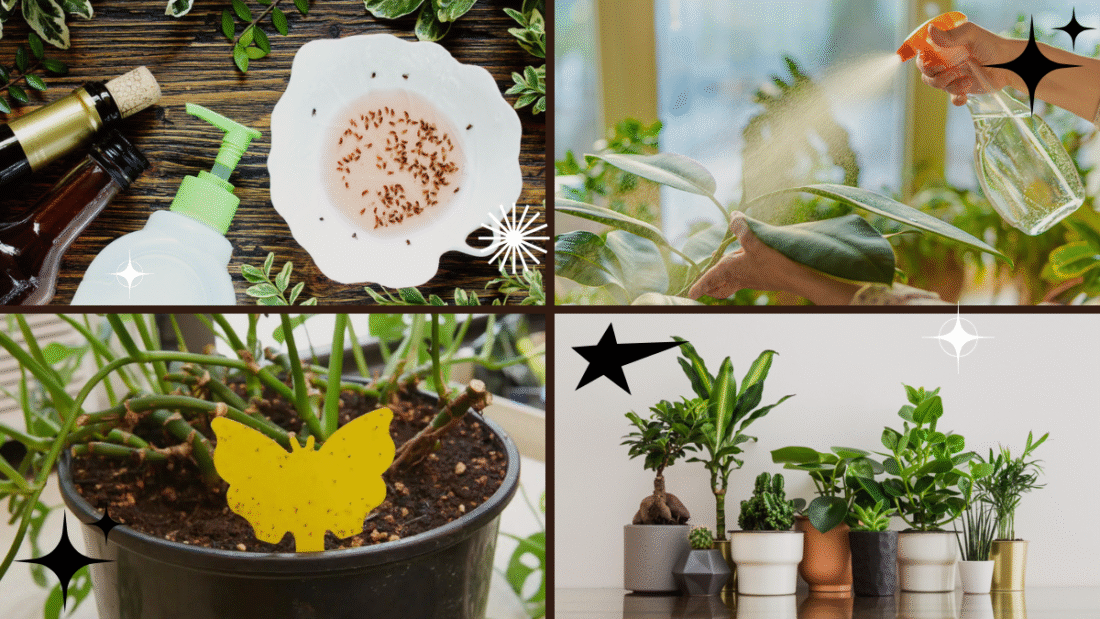 How to Get Rid of Gnats in Your Plants and Keep Them Safe
