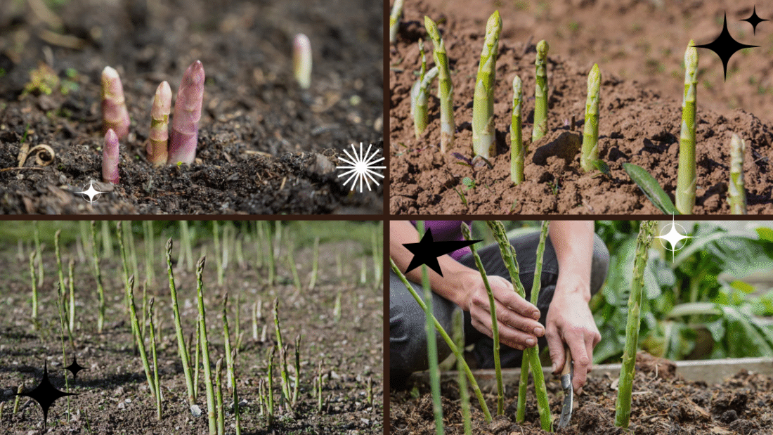 How to Grow Asparagus Plants for a Delicious Harvest