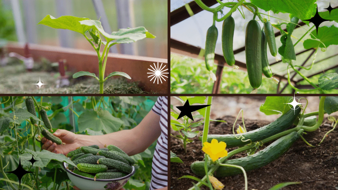 How to Grow Cucumber Plants for Refreshing Vegetables
