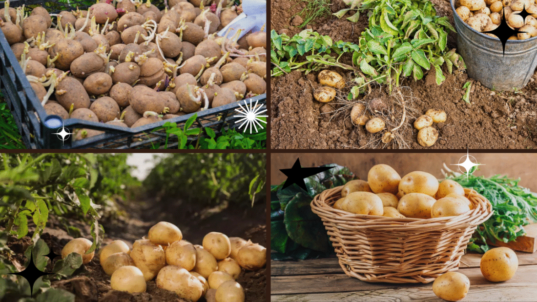 How to Plant Potatoes for a Bountiful Harvest
