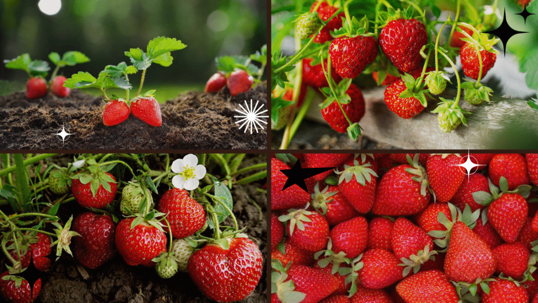 How to Plant Strawberries for Sweet, Juicy Berries