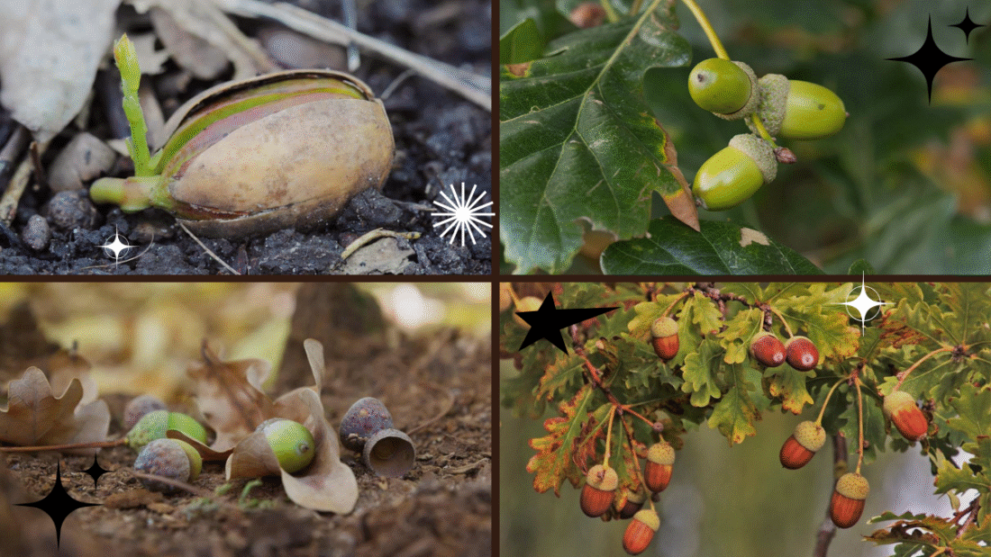 How to Plant an Acorn and Grow a Mighty Oak