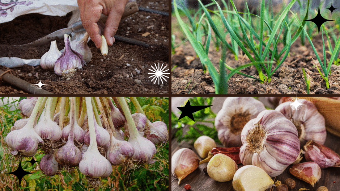 How to Plant and Grow Garlic for Flavorful Cooking