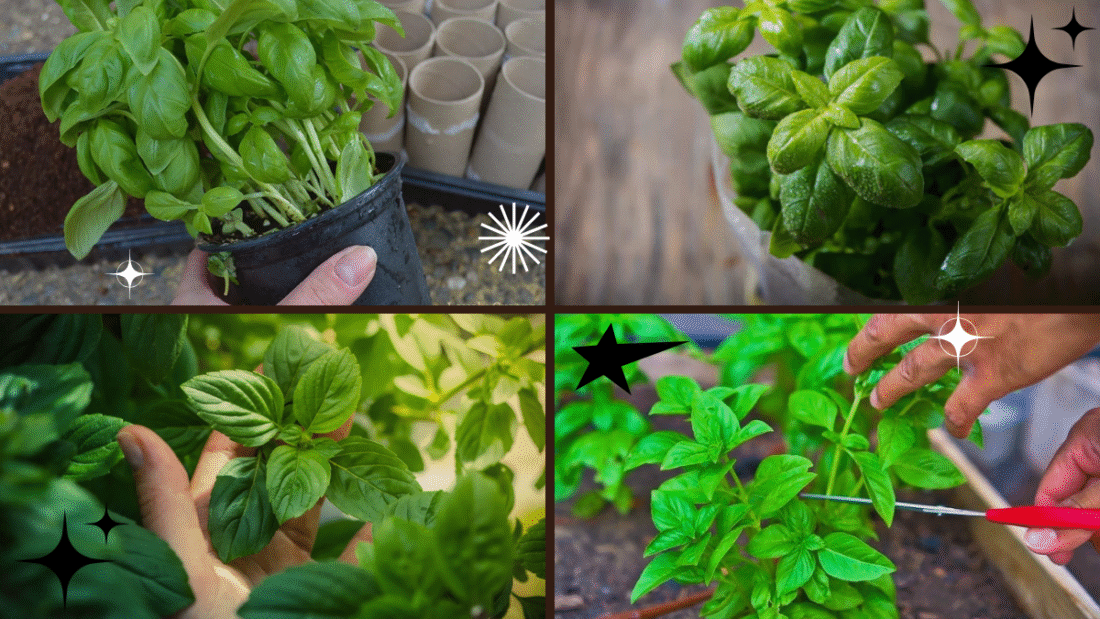 How to Grow a Healthy Basil Plant at Home: A Complete Guide