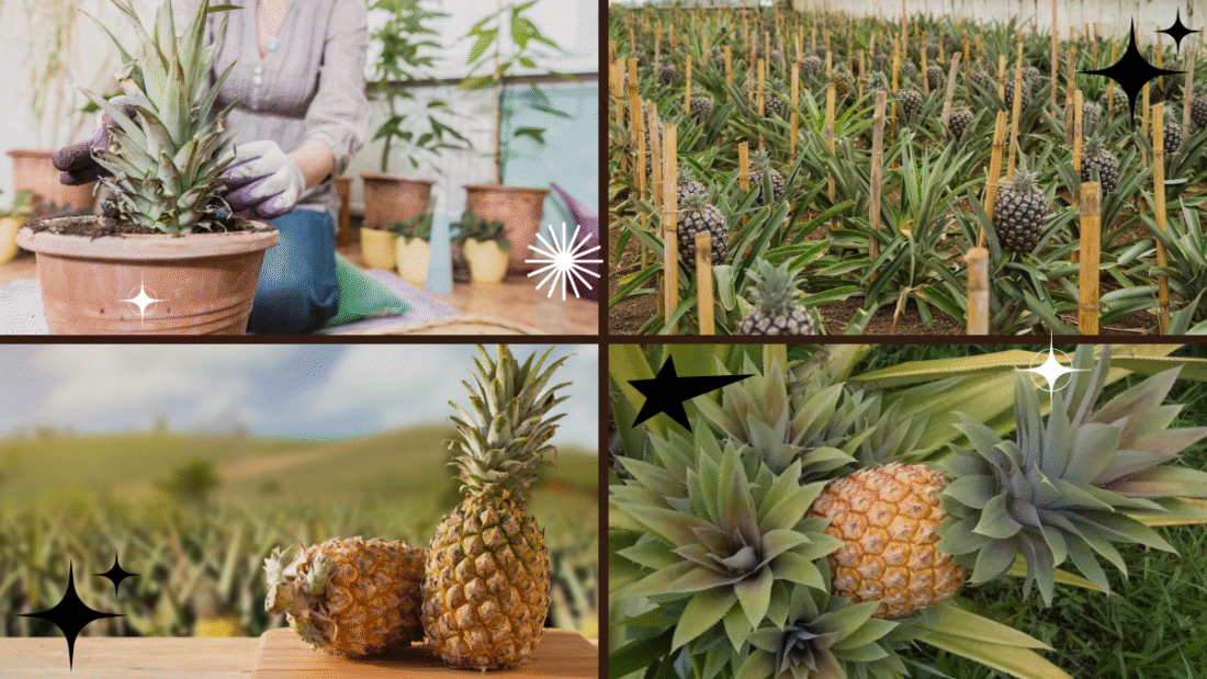 How to Successfully Grow a Pineapple Plant Indoors: A Complete Guide