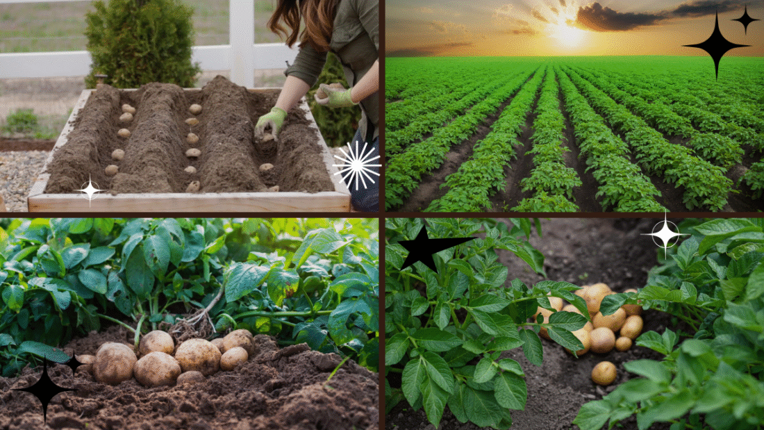 How to Grow a Potato Plant from a Single Potato: A Step-by-Step Guide