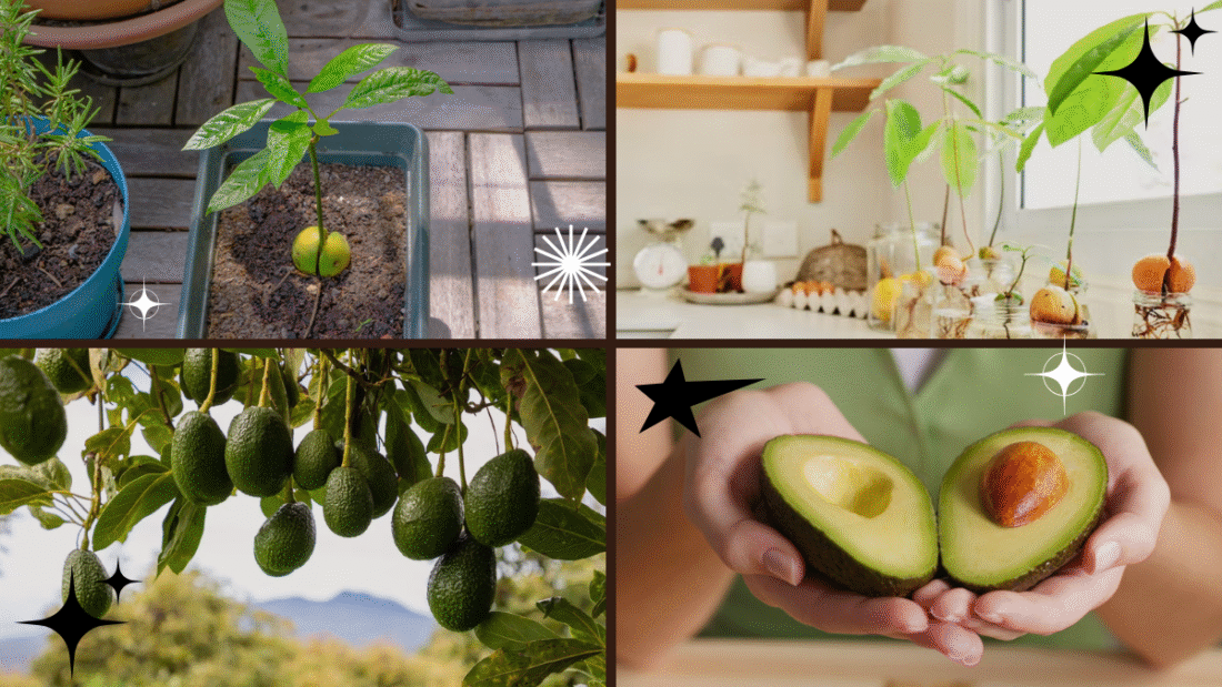 How to Grow an Avocado Pit into a Thriving Plant: A Complete Guide