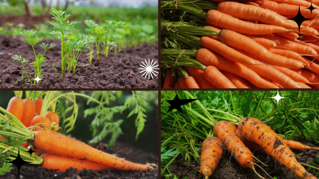 How to Grow a Carrot Plant from Seeds or Tops: A Complete Guide for Beginners