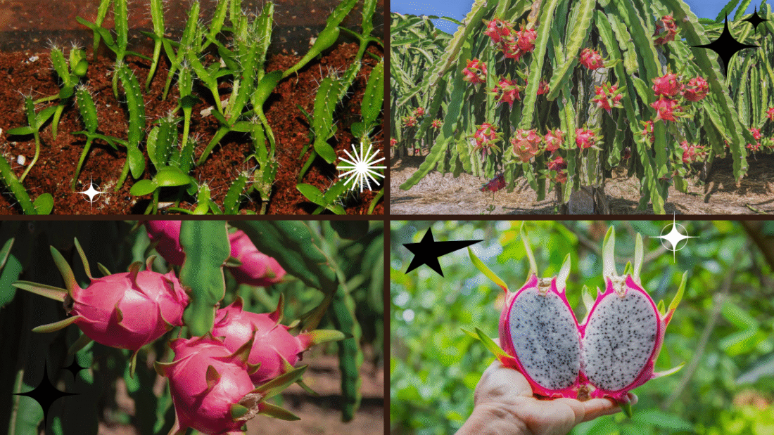 How to Grow a Dragon Fruit Plant at Home: A Complete Beginner’s Guide