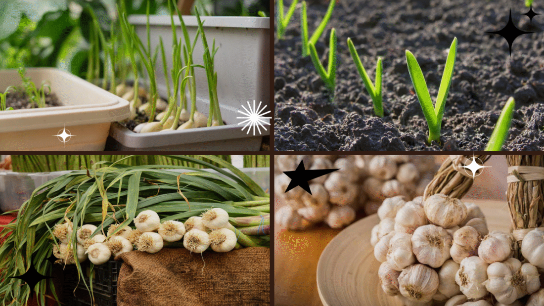 How to Grow Garlic Plants in Your Garden or Indoors: A Complete Guide for Fresh, Homegrown Flavor