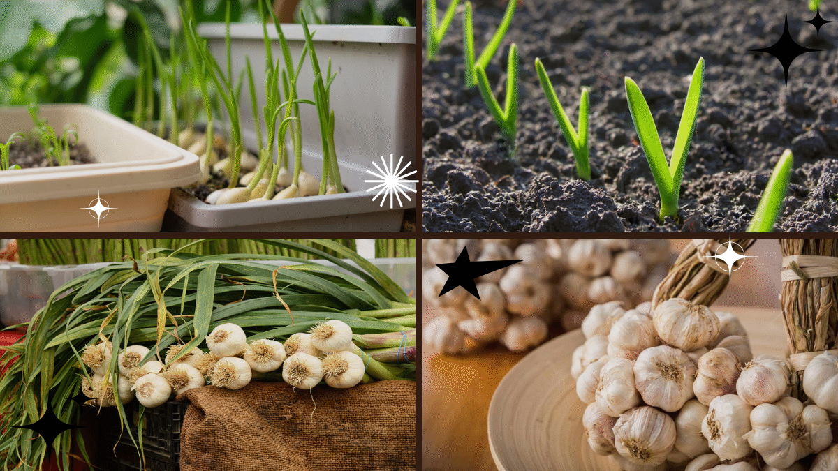 How to Grow Garlic Plants in Your Garden or Indoors: A Complete Guide for Fresh, Homegrown Flavor