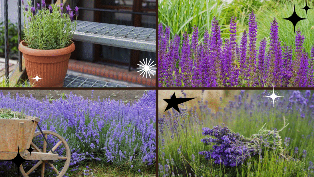 How to Grow Lavender Plants for a Beautiful Garden: A Complete Home Gardener’s Guide