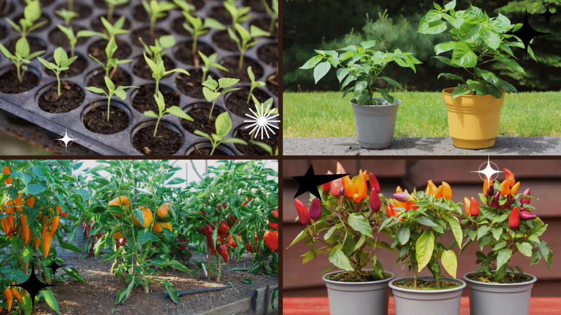 How to Grow Pepper Plants in Pots or Outdoors: A Complete Home Gardener’s Guide