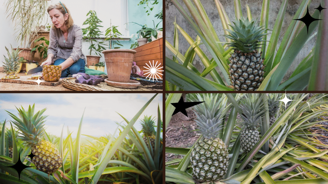 How to Grow a Pineapple Plant Step by Step: A Complete Guide for Beginners