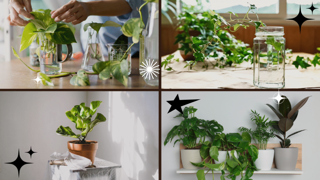 How to Grow a Plant Indoors with Minimal Effort: A Beginner’s Guide to Effortless Indoor Gardening