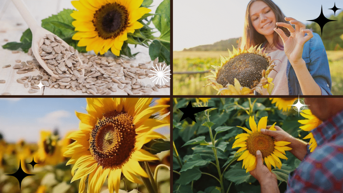 How to Grow a Sunflower Plant from Seeds: A Complete Guide for Gardeners of All Levels