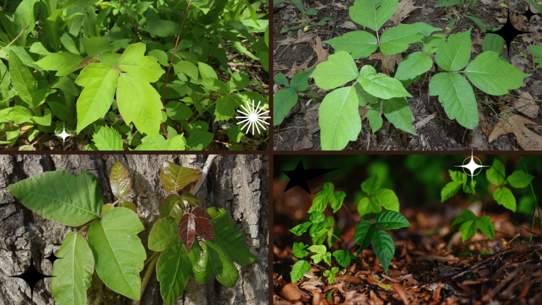 How to Identify Poison Ivy Plants Safely