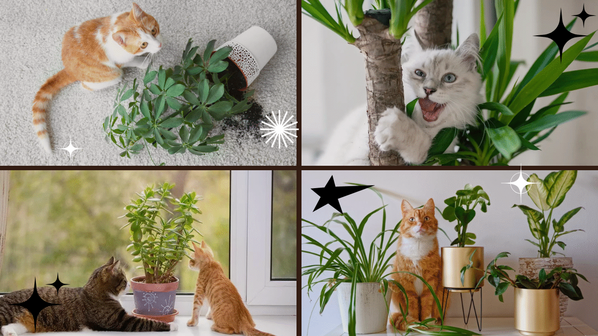 How to Keep Cats Away from Your Plants