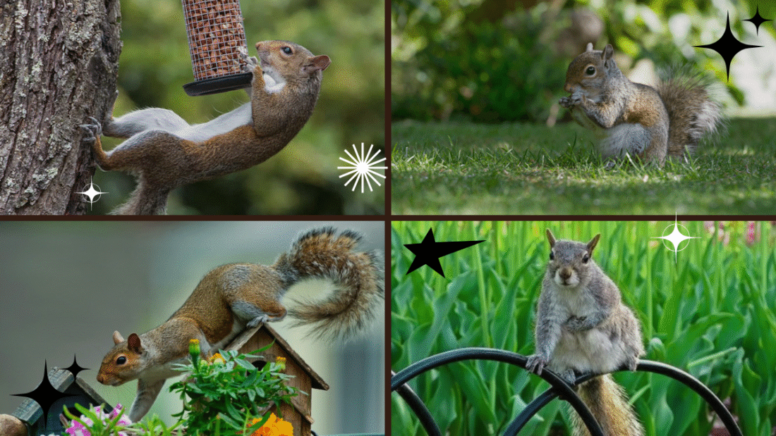 How to Keep Squirrels Out of Potted Plants