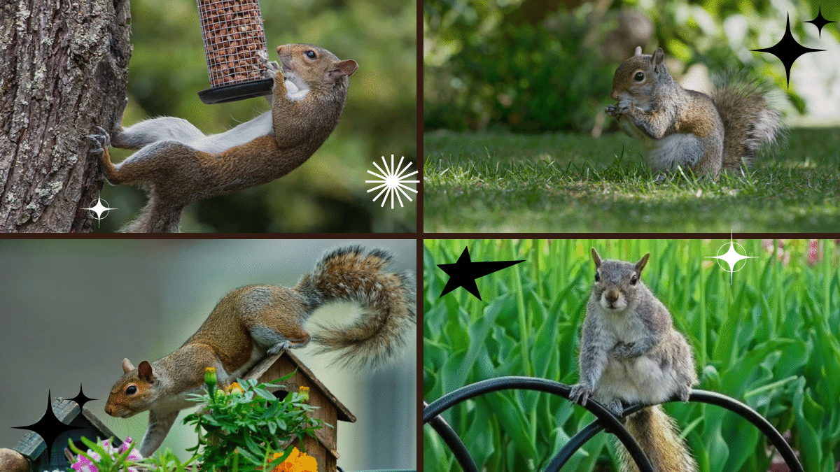 How to Keep Squirrels Out of Potted Plants