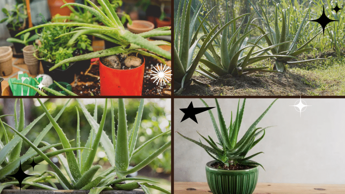 How to Look After an Aloe Vera Plant Properly